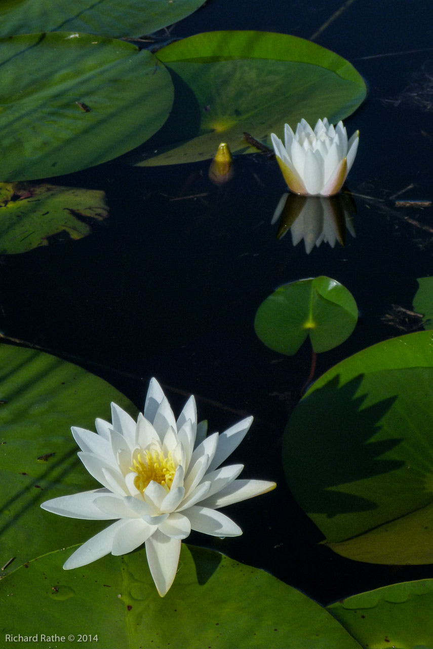 Fragrant Water Lily (Nymphaea odorata)