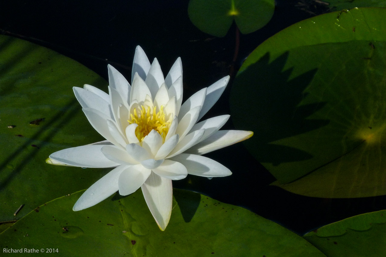 Fragrant Water Lily (Nymphaea odorata)