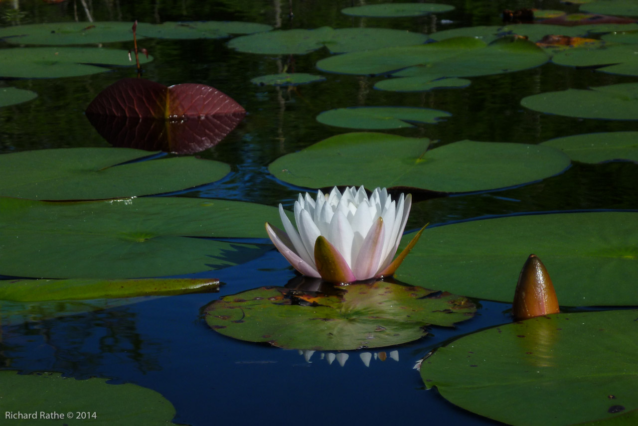 Fragrant Water Lily (Nymphaea odorata)