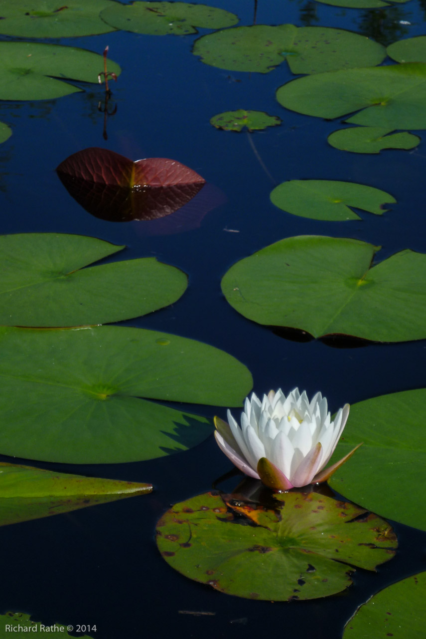 Fragrant Water Lily (Nymphaea odorata)