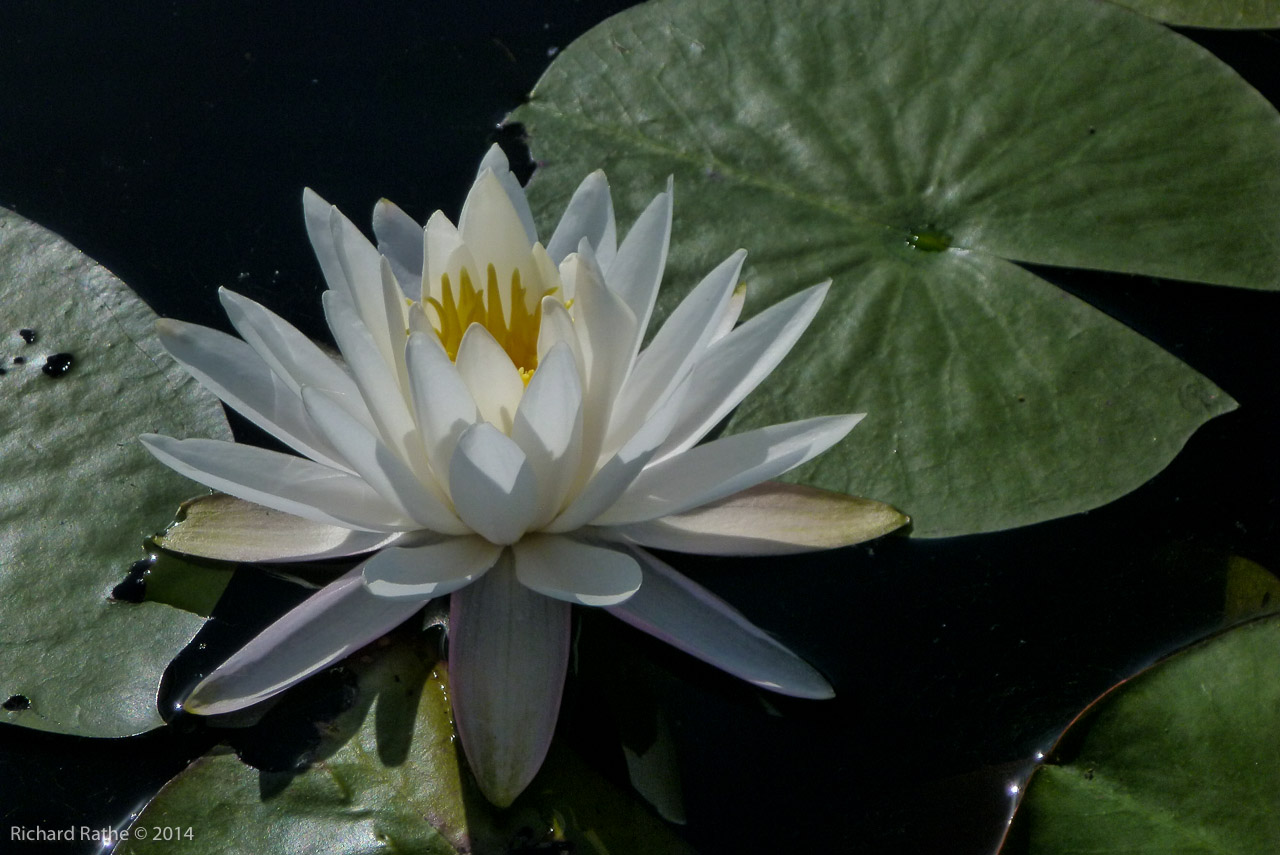 Fragrant Water Lily (Nymphaea odorata)