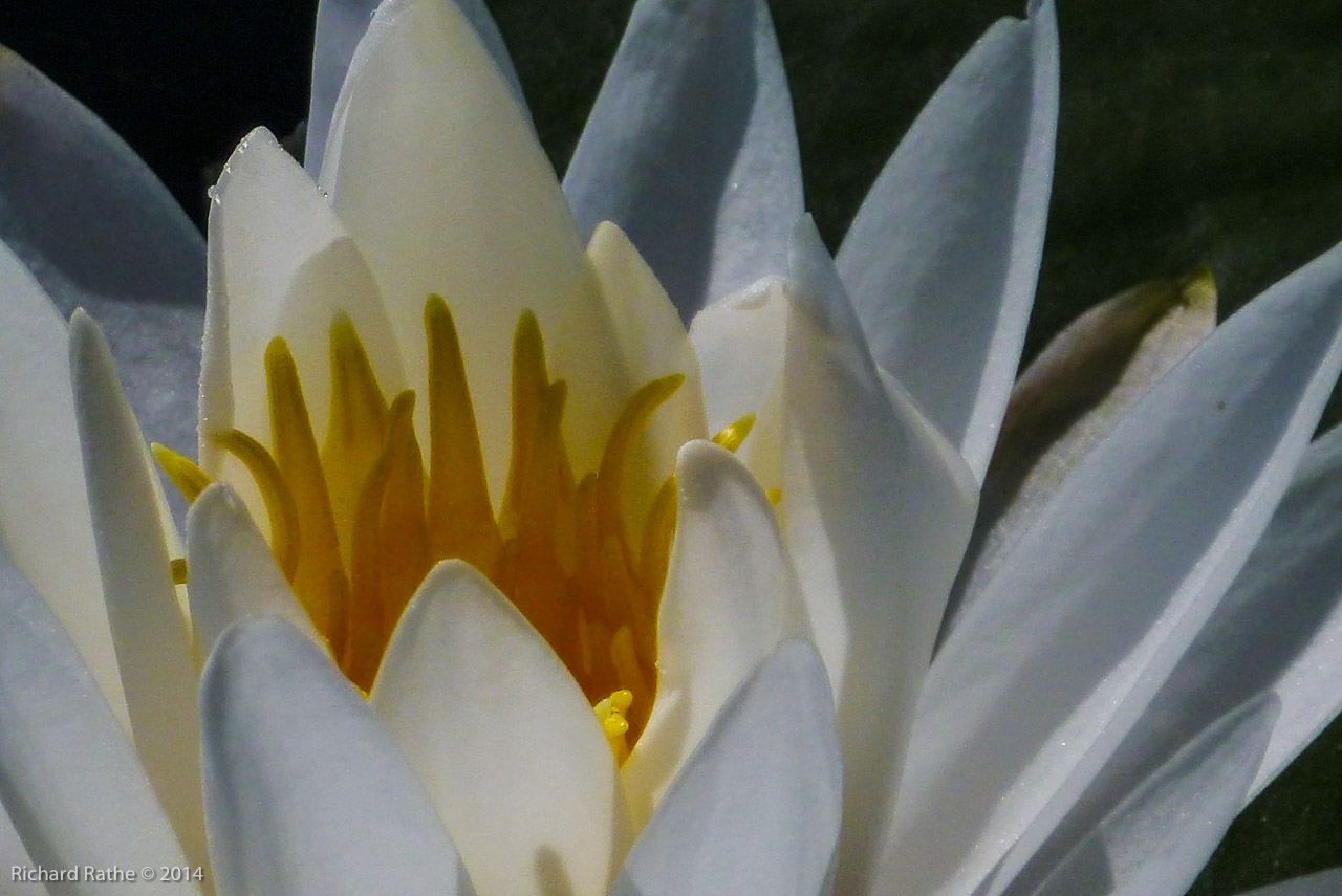 Fragrant Water Lily (Nymphaea odorata)