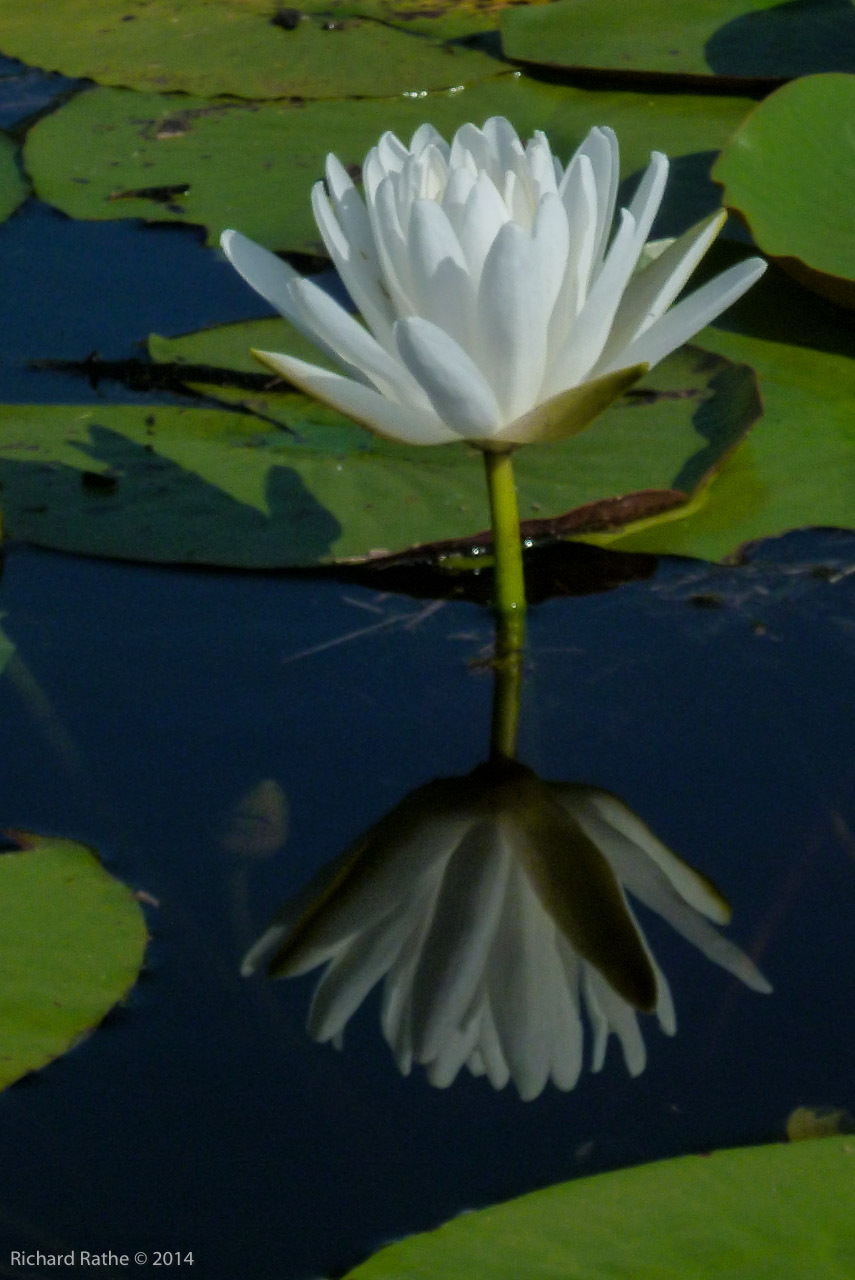 Fragrant Water Lily (Nymphaea odorata)