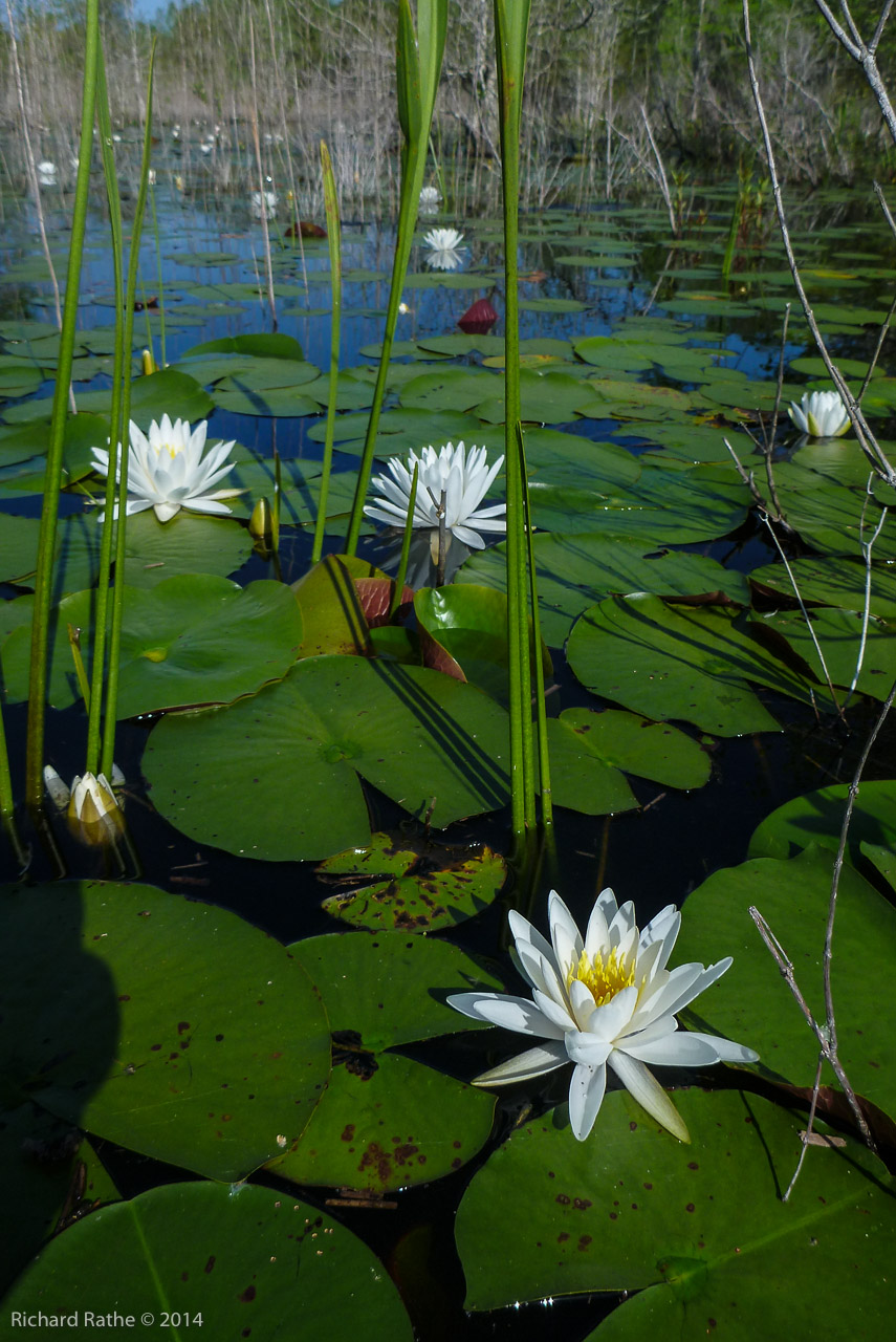 Fragrant Water Lily (Nymphaea odorata)