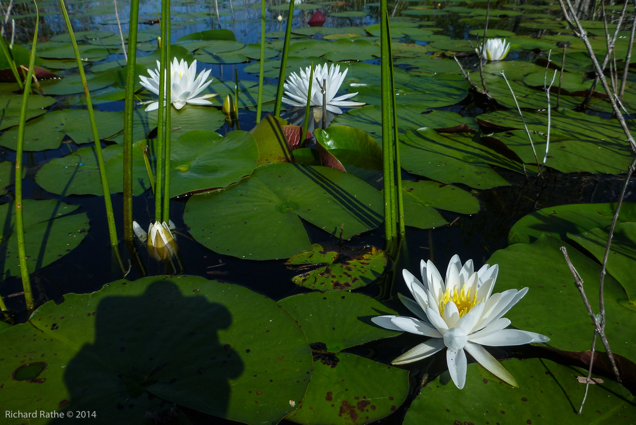 Fragrant Water Lily (Nymphaea odorata)