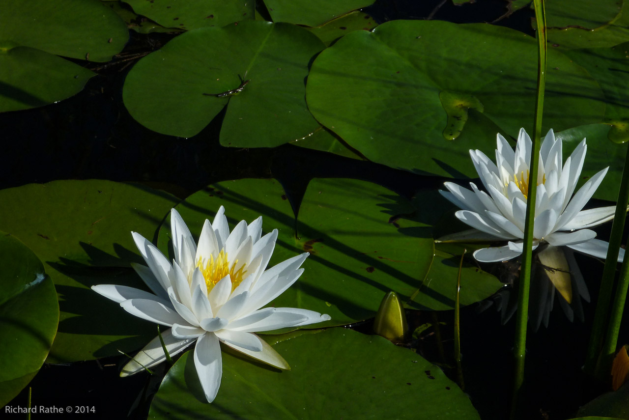 Fragrant Water Lily (Nymphaea odorata)