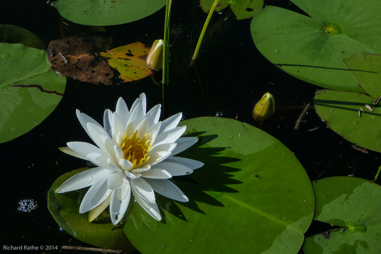 Fragrant Water Lily (Nymphaea odorata)