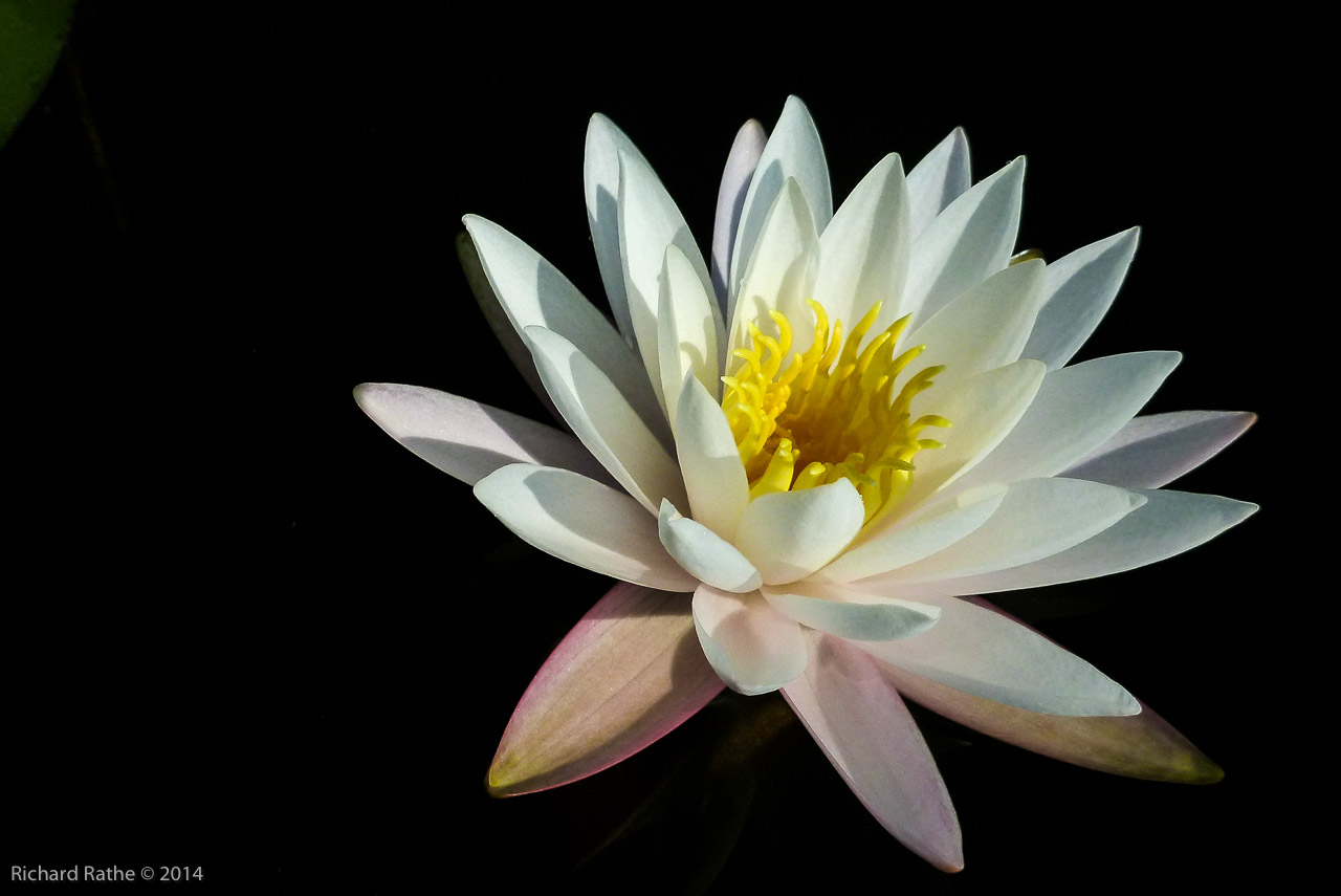 Fragrant Water Lily (Nymphaea odorata)