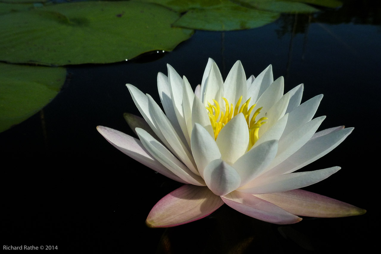 Fragrant Water Lily (Nymphaea odorata)