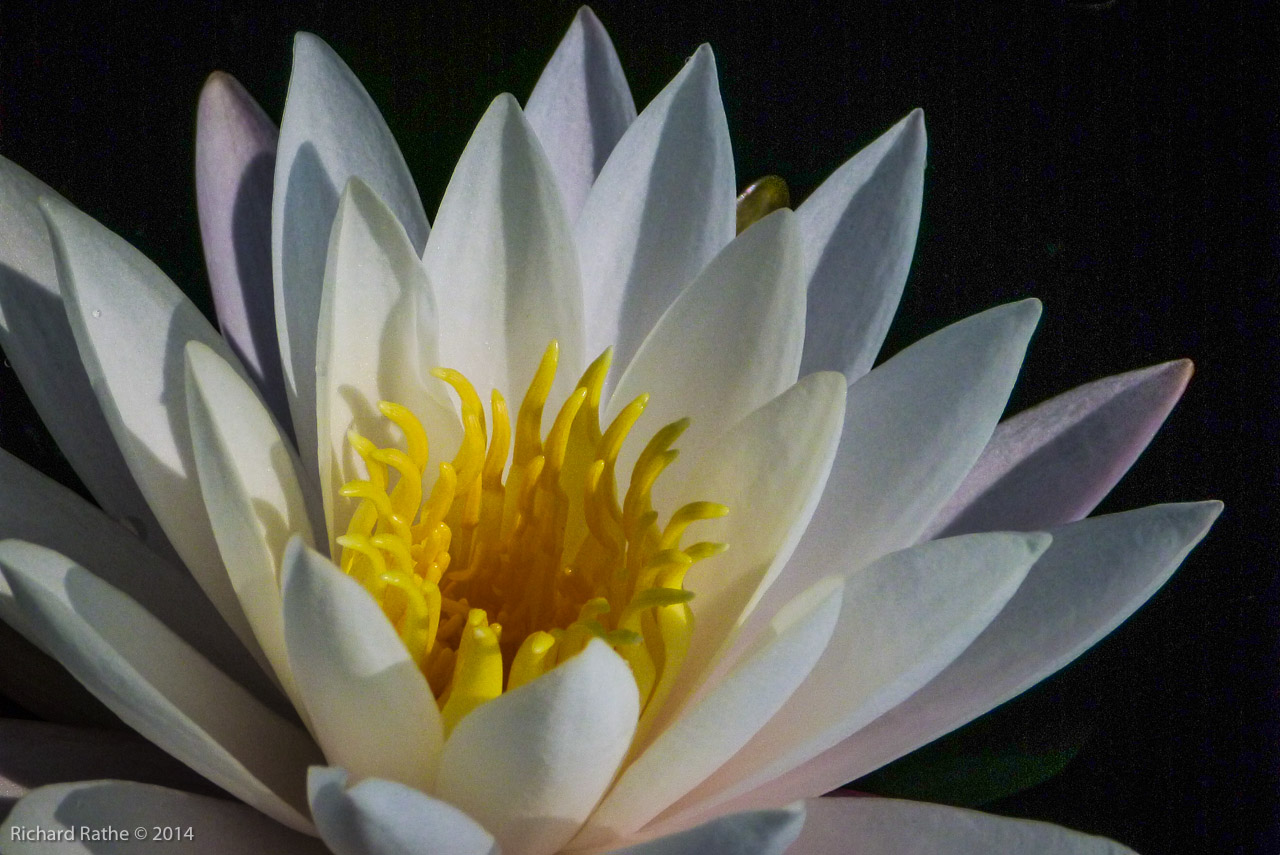 Fragrant Water Lily (Nymphaea odorata)