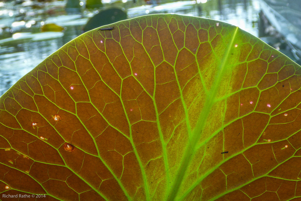 Fragrant Water Lily (Nymphaea odorata)