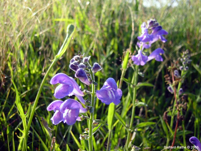 roadside-flowers50