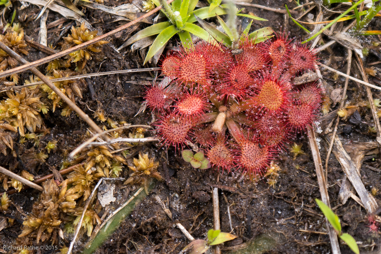 Sundew (Carnivorous)