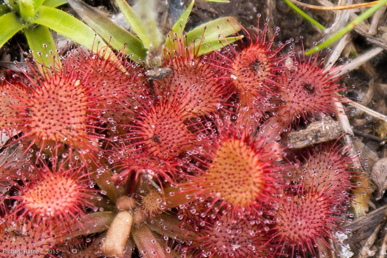 Sundew (Carnivorous)