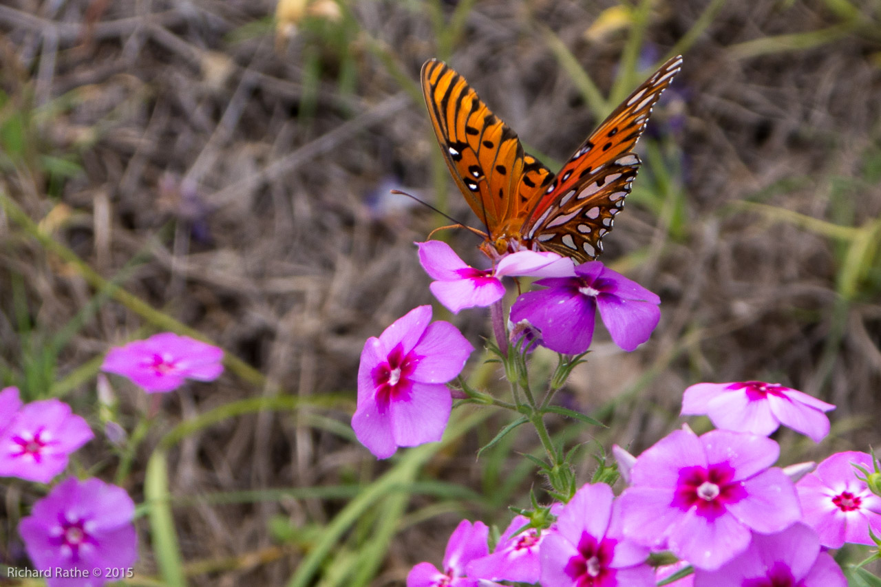 Gulf Fritillary