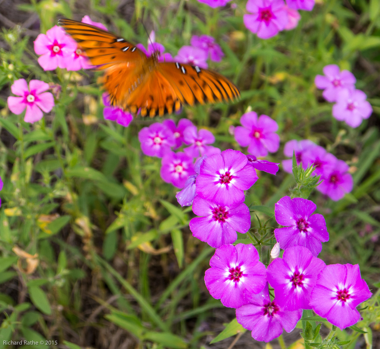 Gulf Fritillary