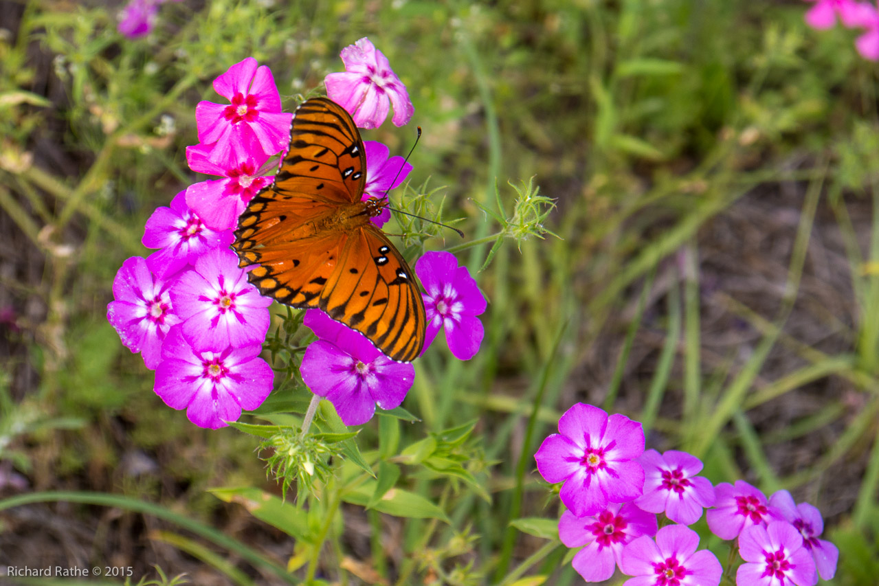 Gulf Fritillary