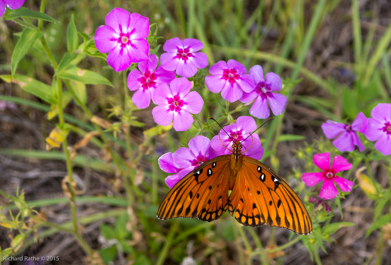 Gulf Fritillary