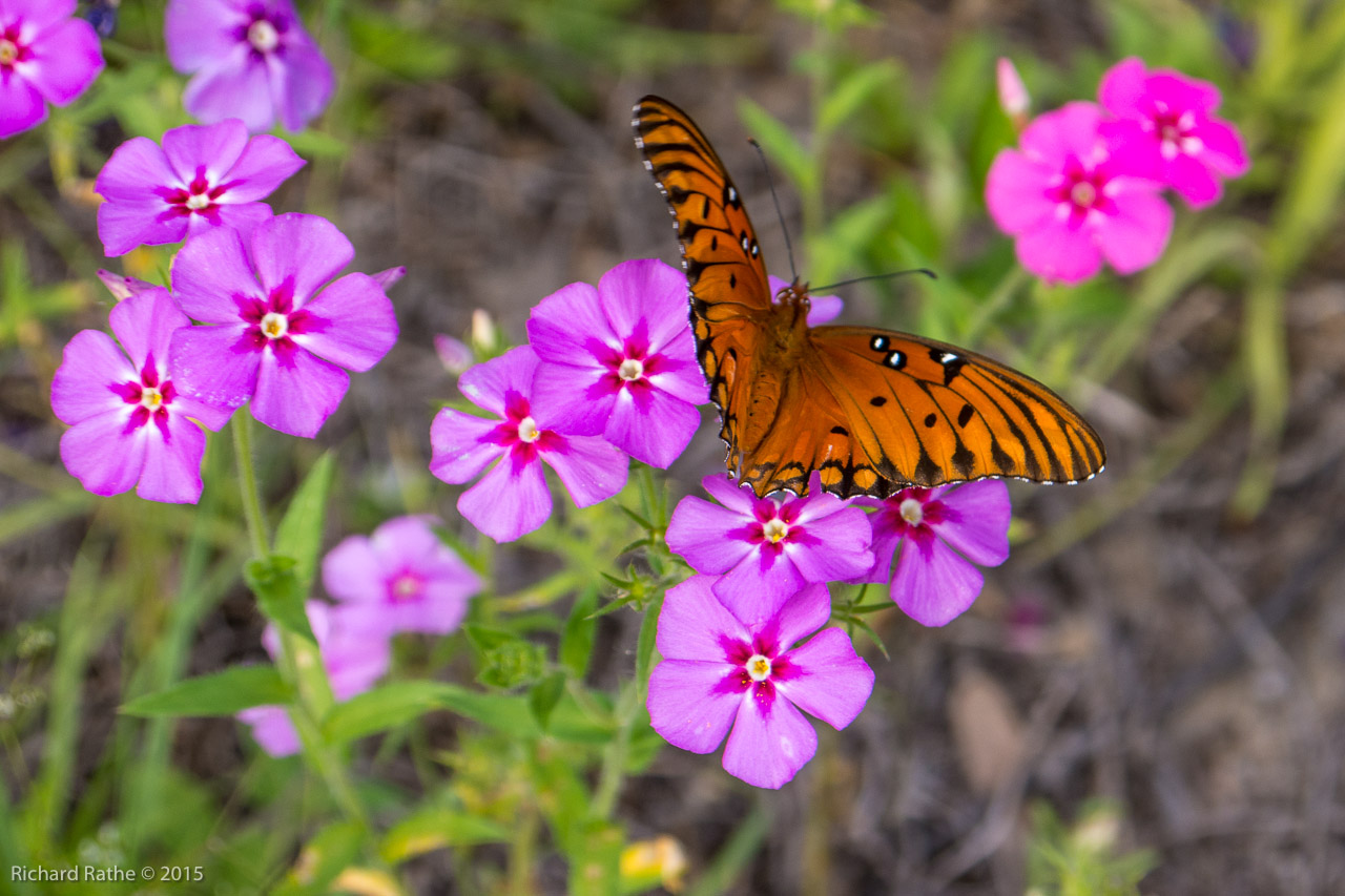 Gulf Fritillary