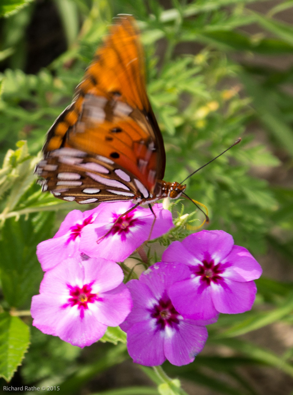 Gulf Fritillary