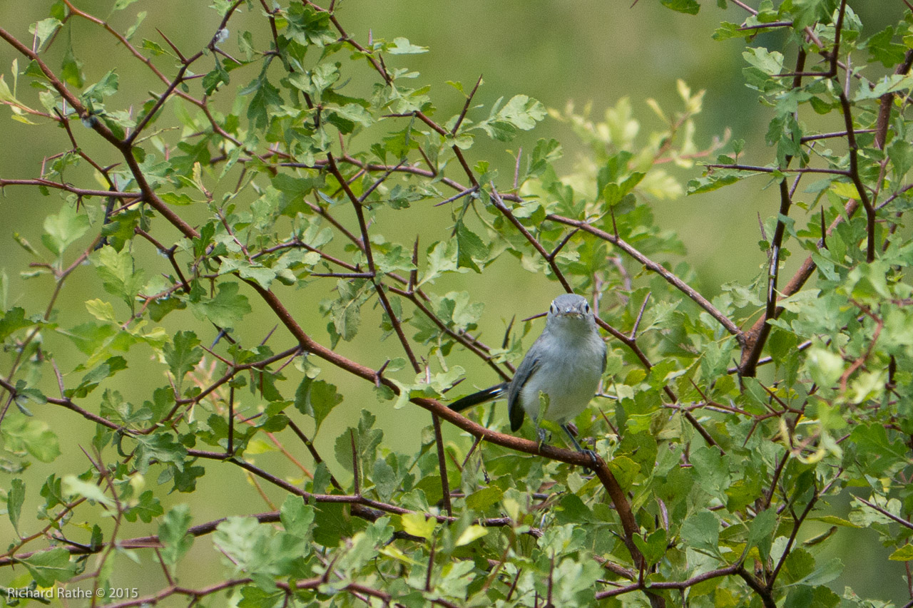 Blue-Gray Gnatcather