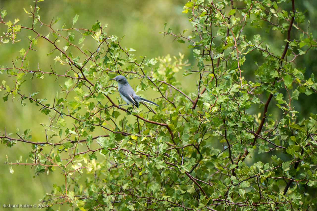 Blue-Gray Gnatcather