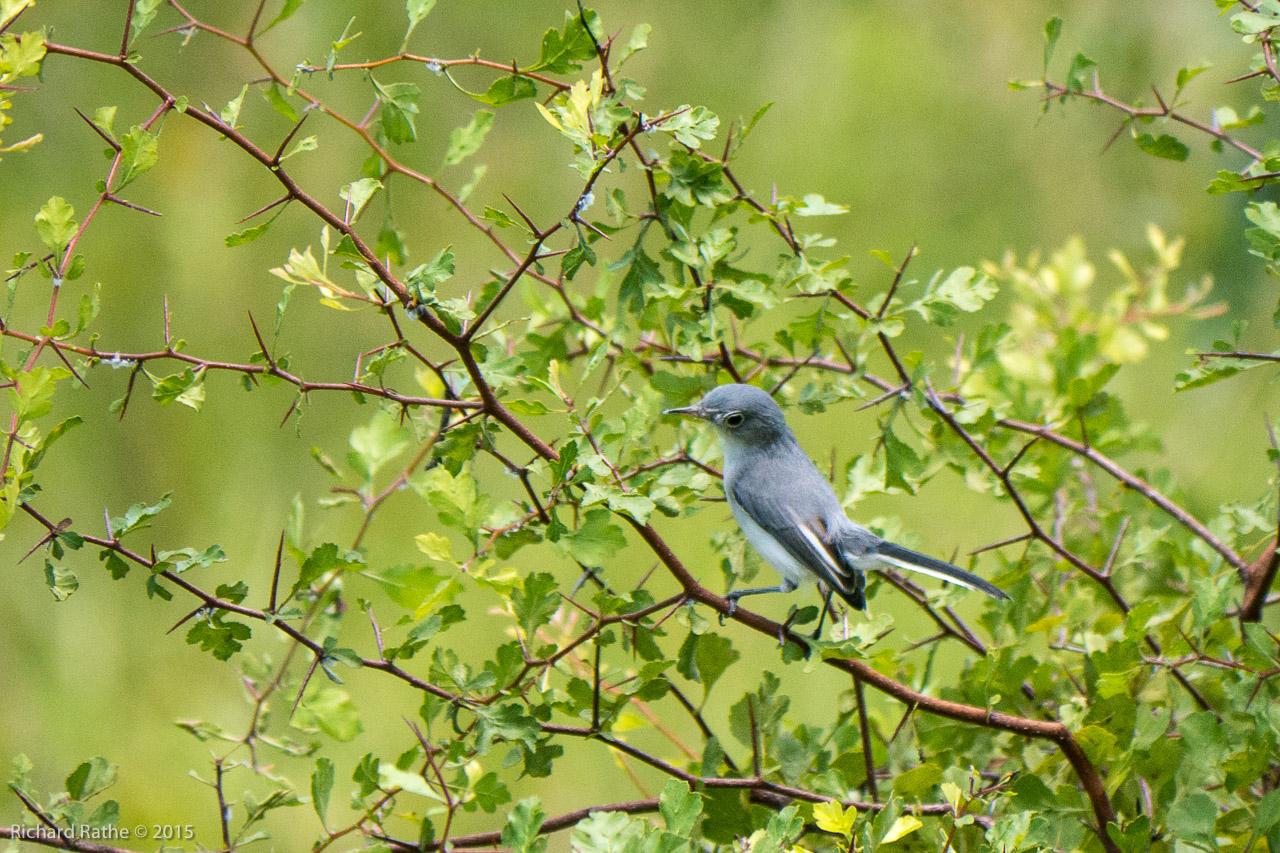 Blue-Gray Gnatcather