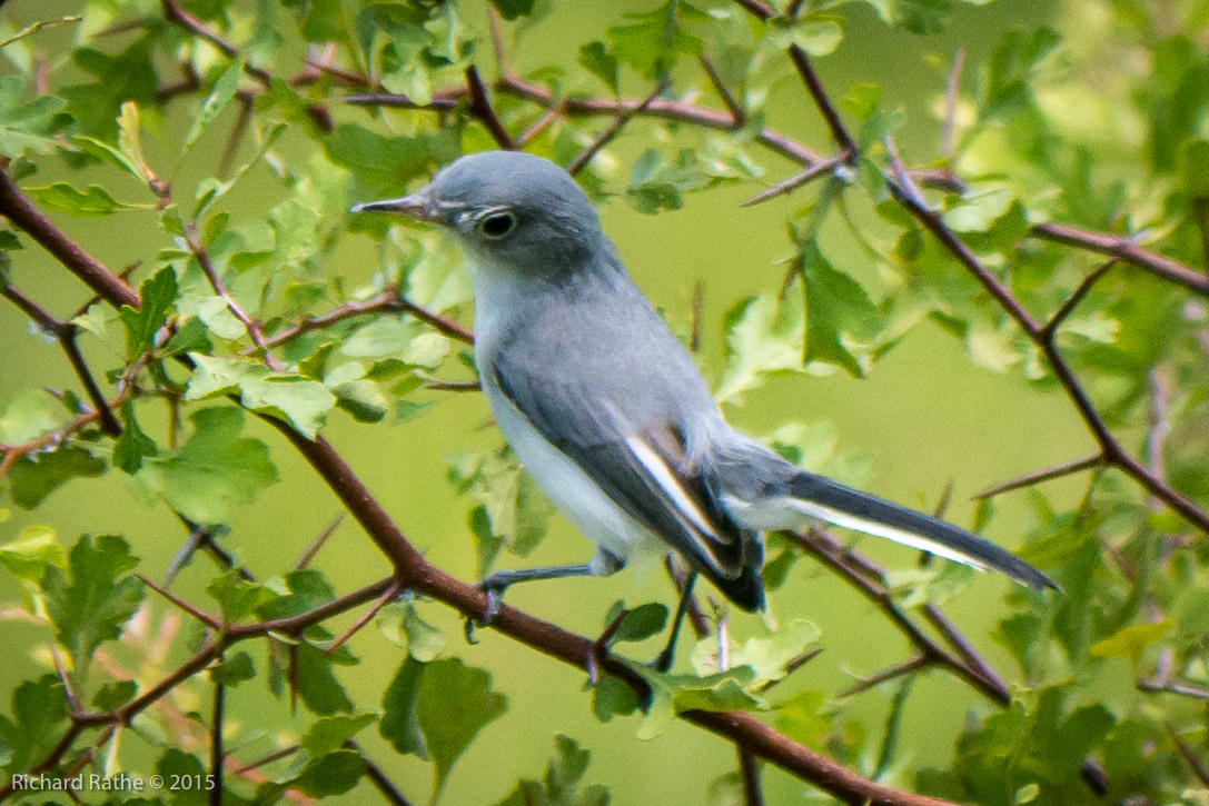 Blue-Gray Gnatcather