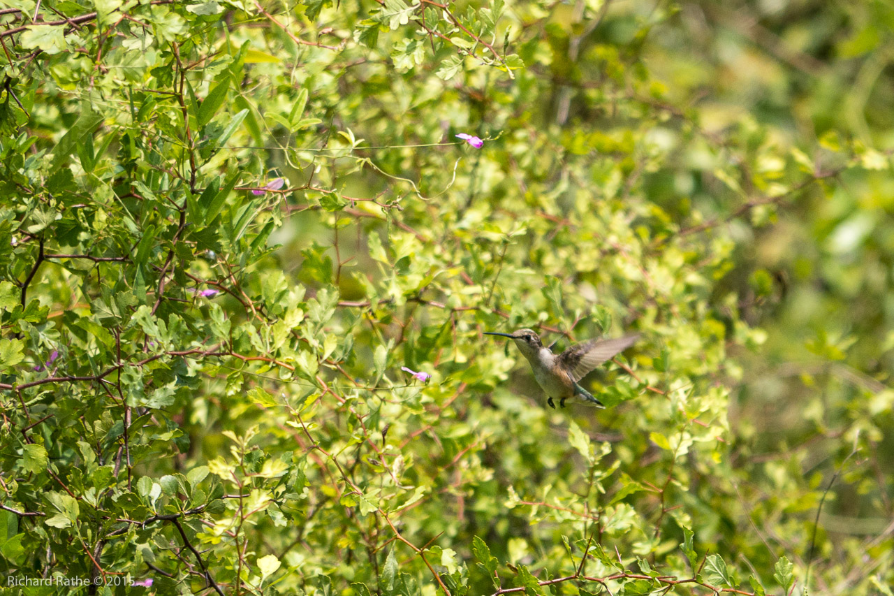 Ruby-Throated Hummingbird (Immature)