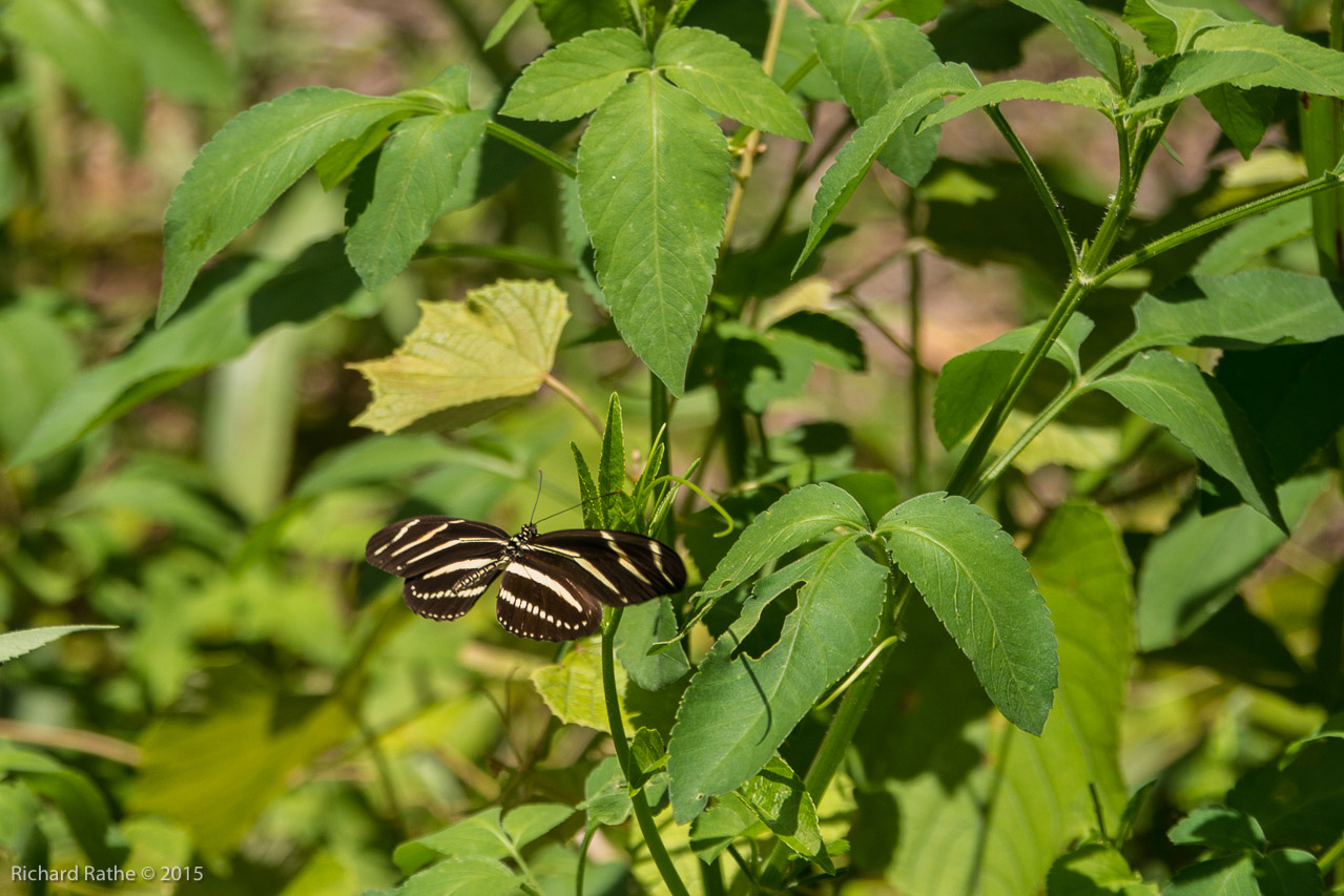 Zebra Longwing