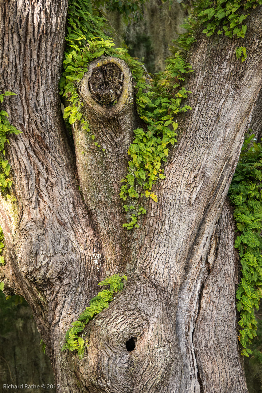 Resurrection Fern on Heritage Oak