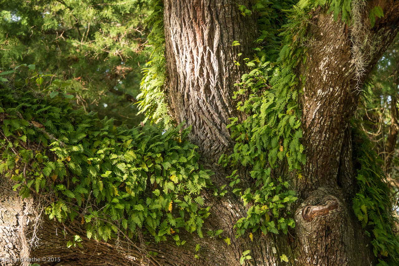 Resurrection Fern on Heritage Oak