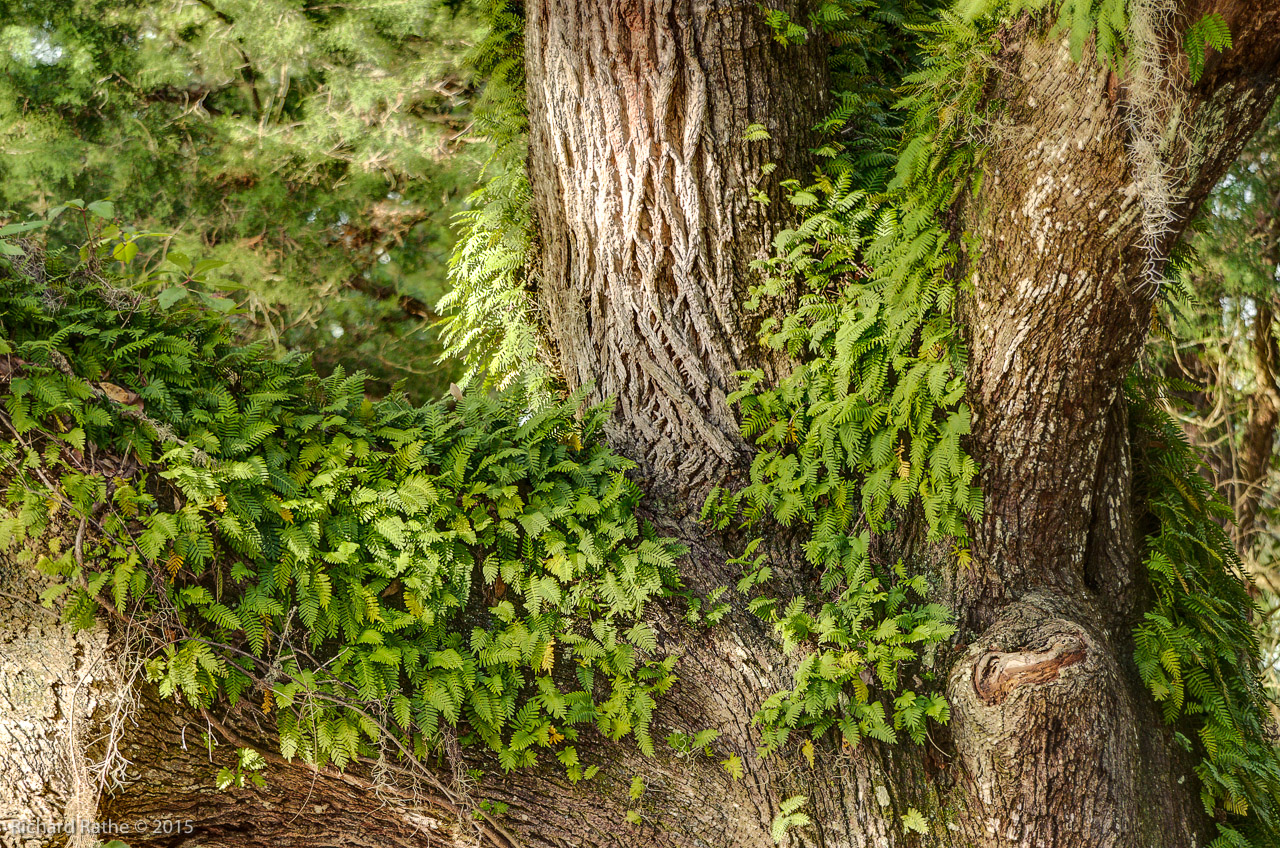 Resurrection Fern on Heritage Oak