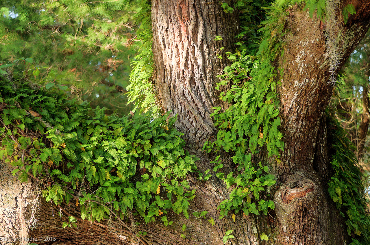 Resurrection Fern on Heritage Oak