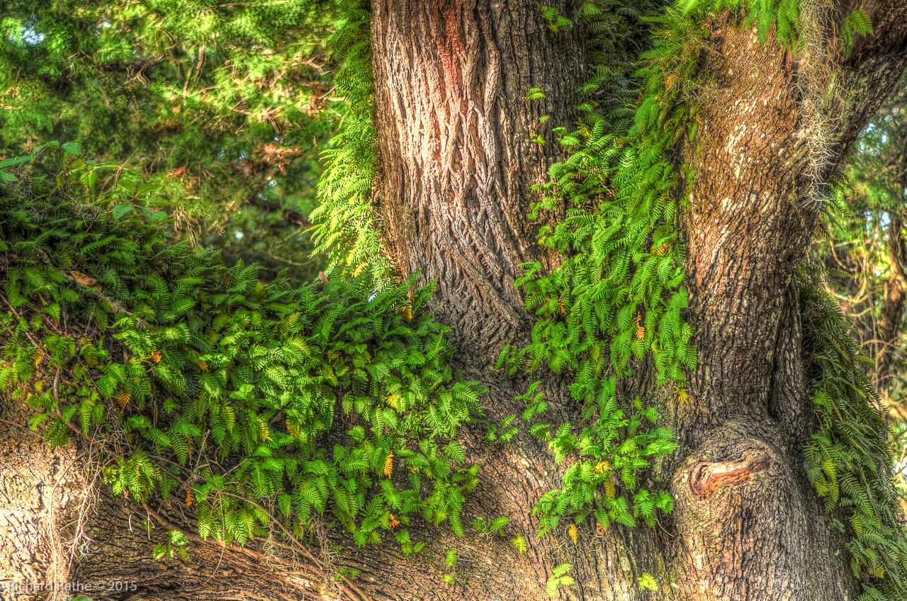 Resurrection Fern on Heritage Oak