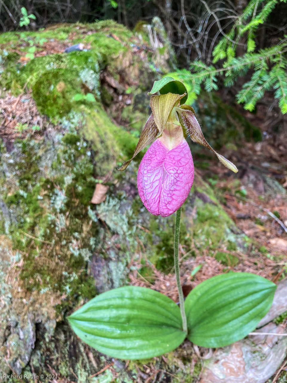 Pink Lady's Slipper Orchid