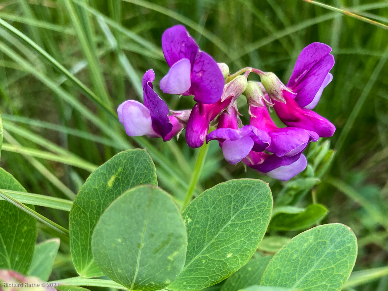 Native Pea