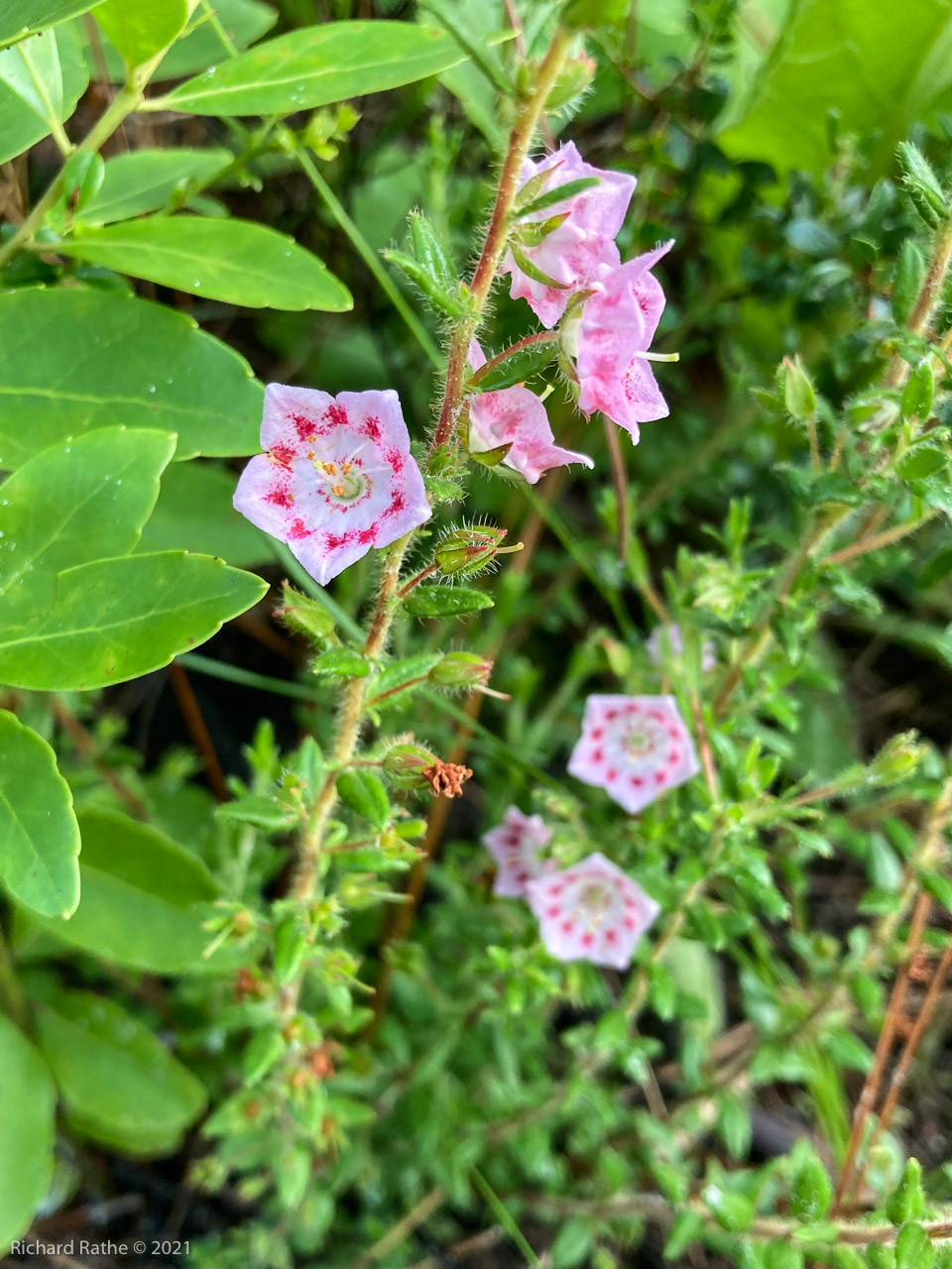 Sandhill Laurel