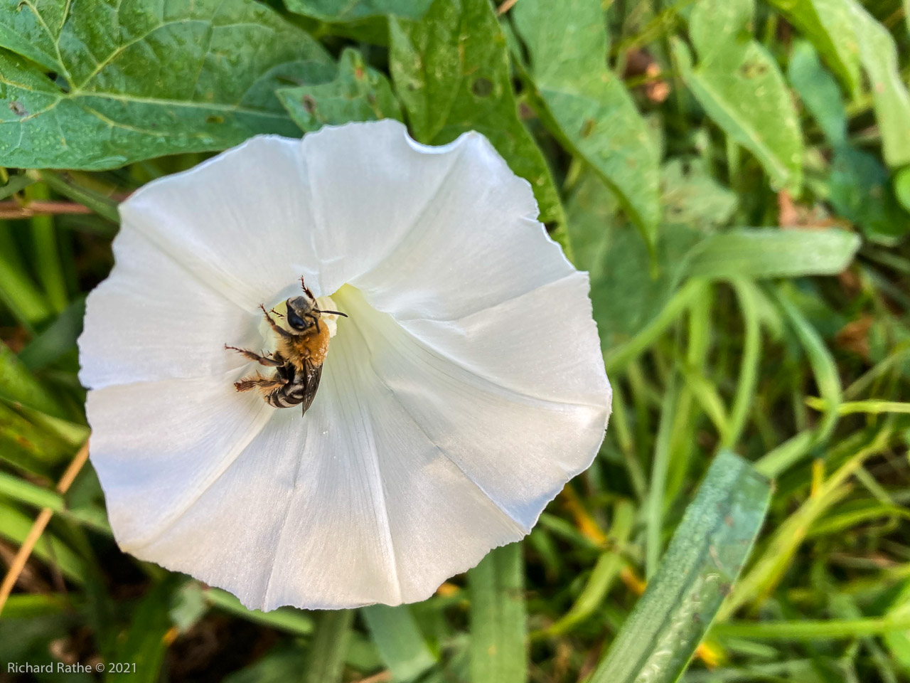 Sleeping Bee