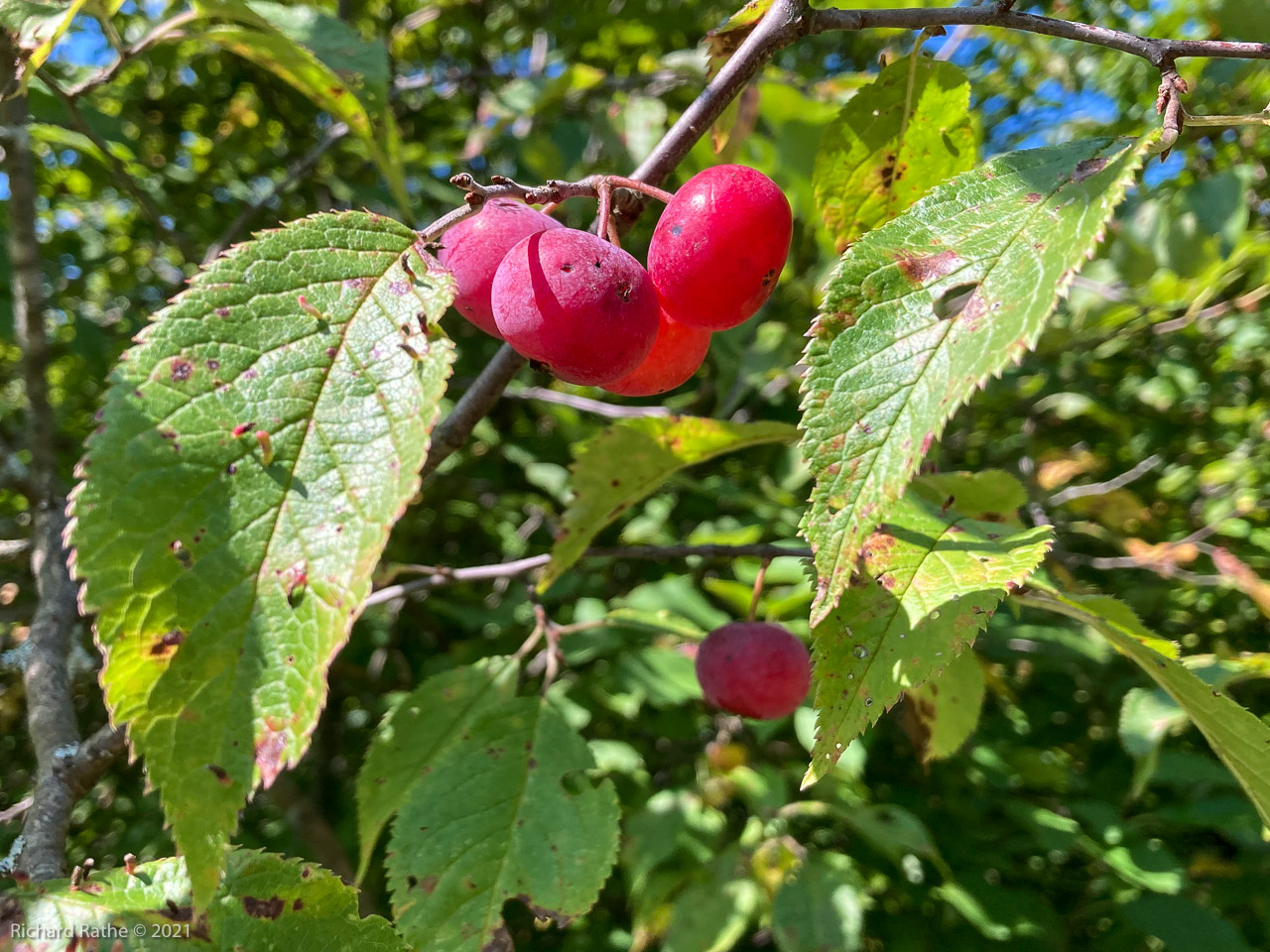 Wild Plums