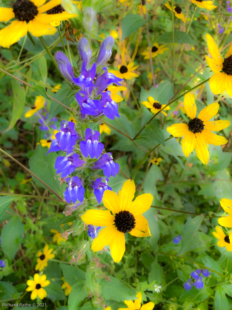 Blue Lobelia