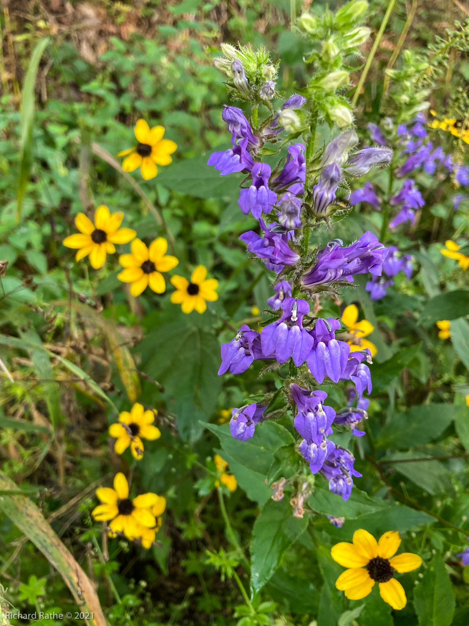 Blue Lobelia