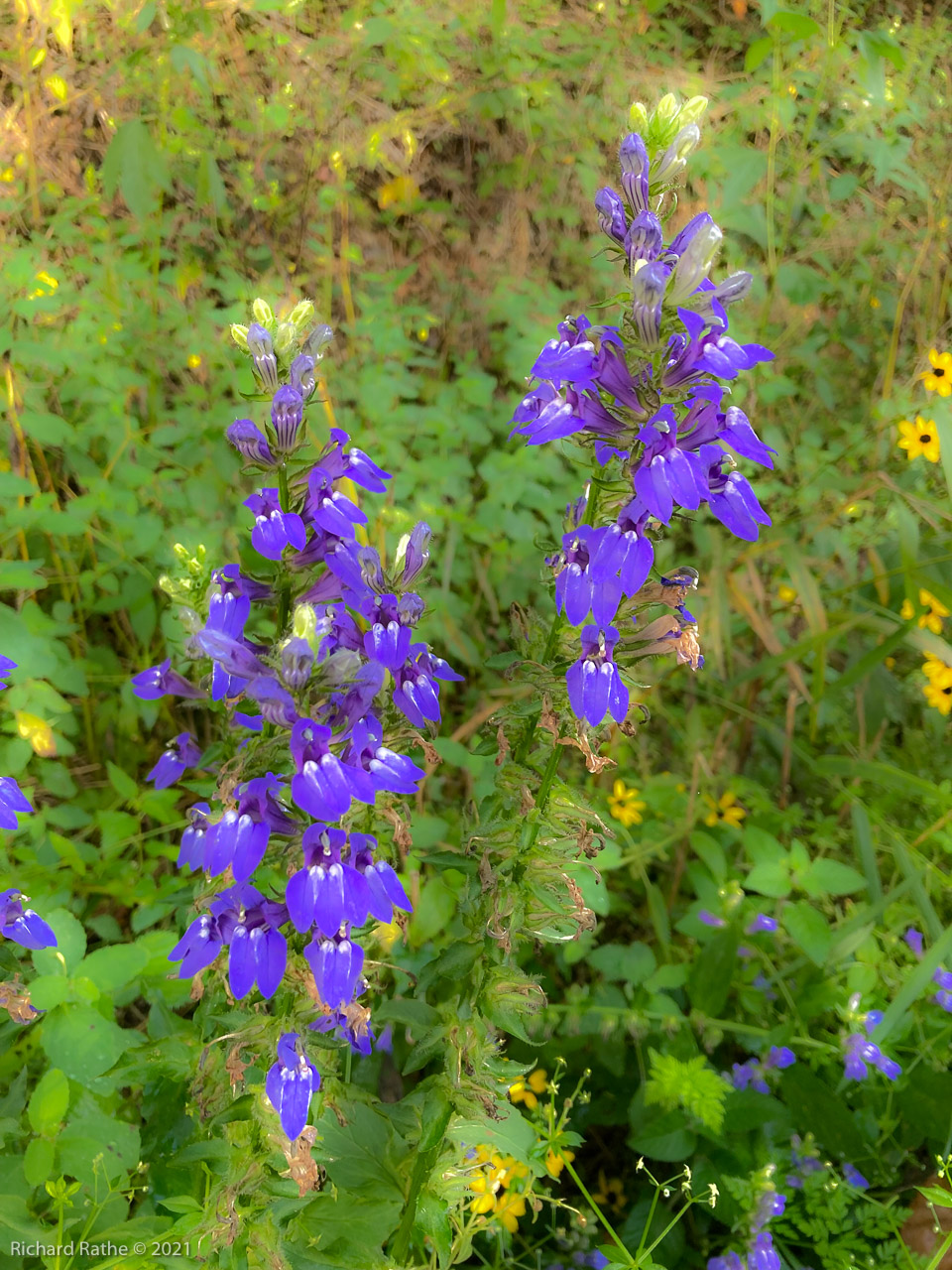 Blue Lobelia