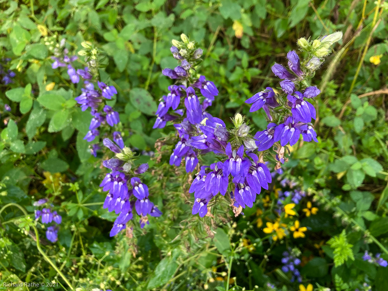 Blue Lobelia