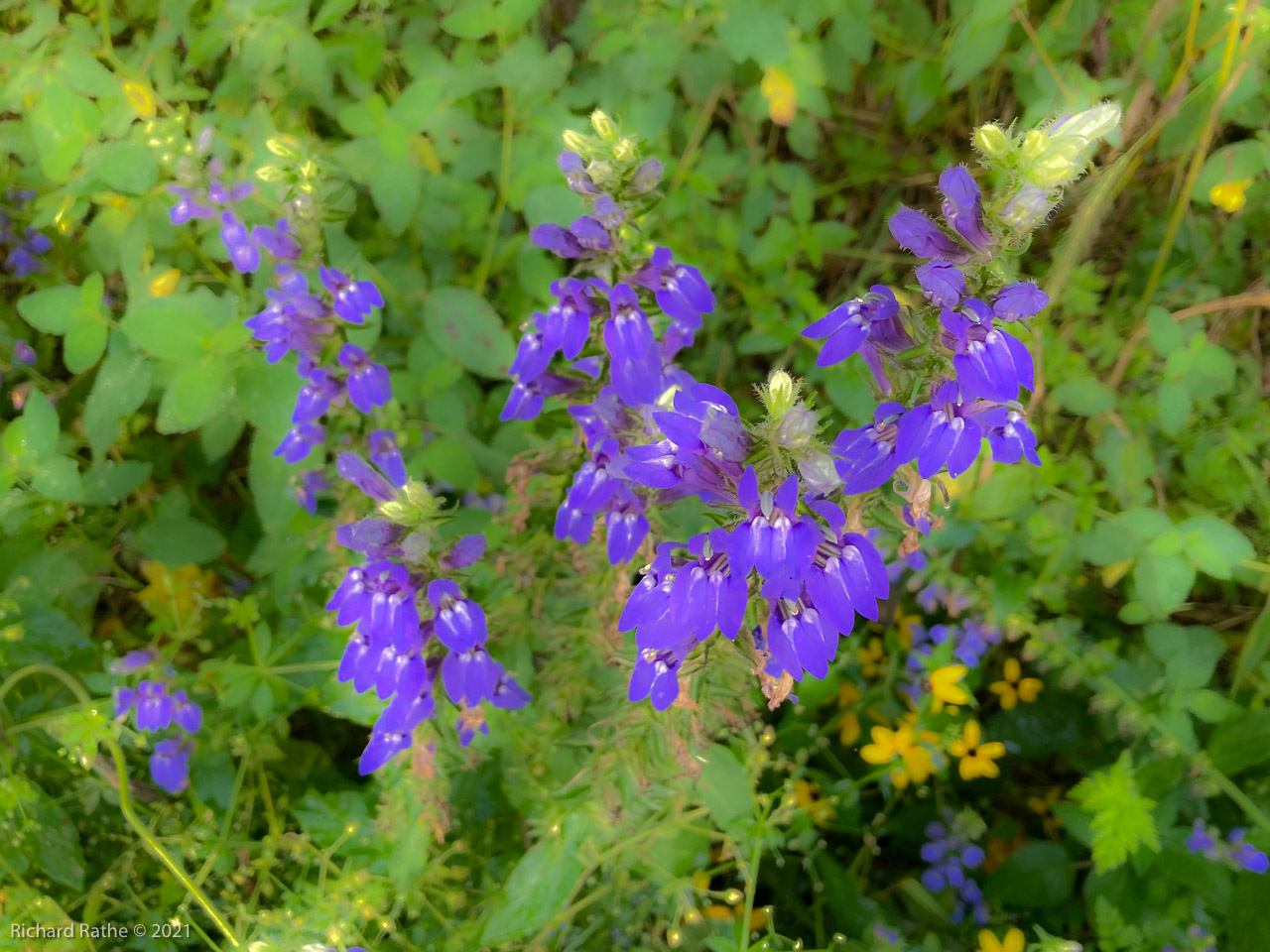 Blue Lobelia