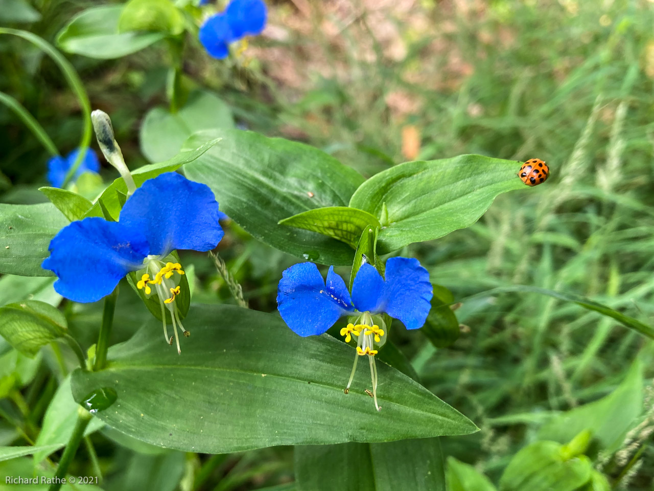 Asiatic Dayflower