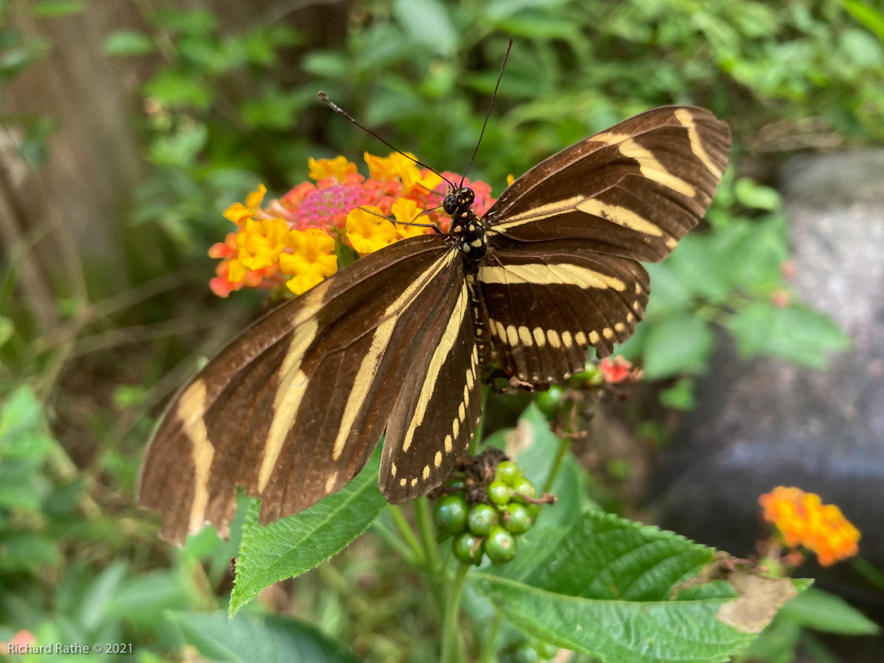 Zebra Longwing Butterfly