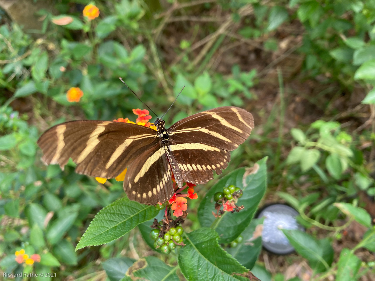 Zebra Longwing Butterfly