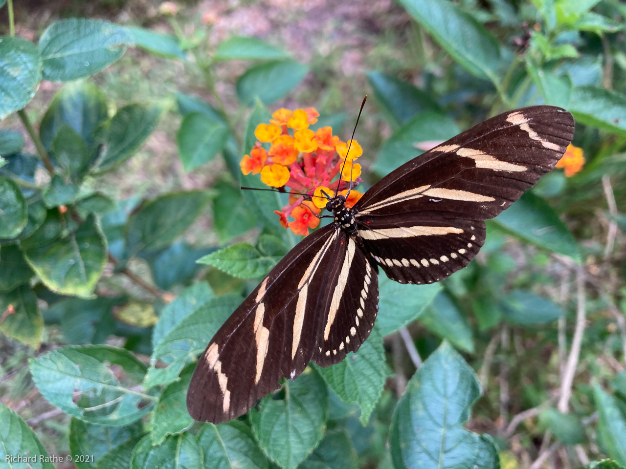 Zebra Longwing Butterfly