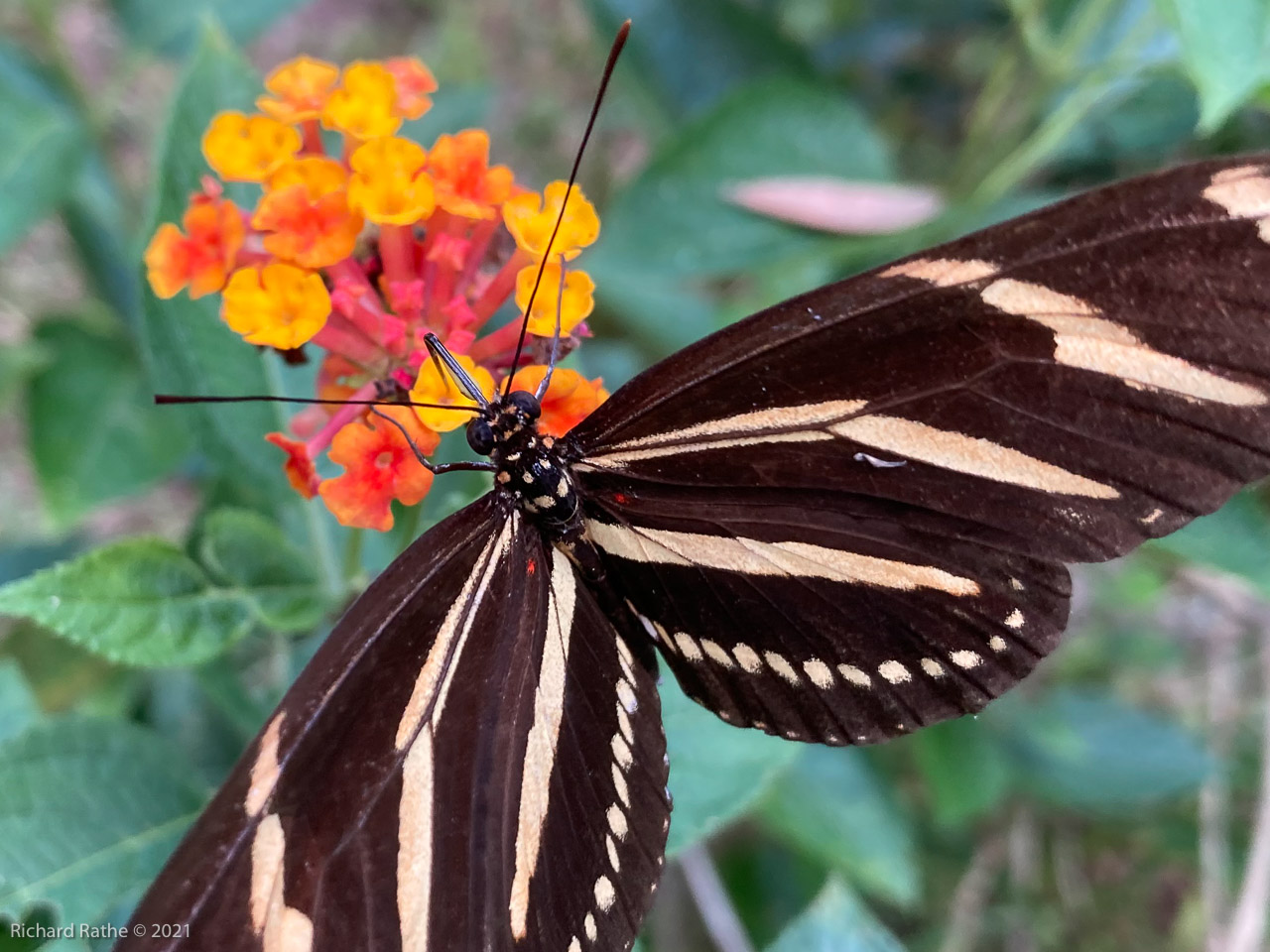 Zebra Longwing Butterfly